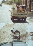 13 Tiere