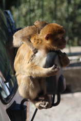 3-Gibraltar reduz