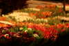 4-Tulpen_reduz
